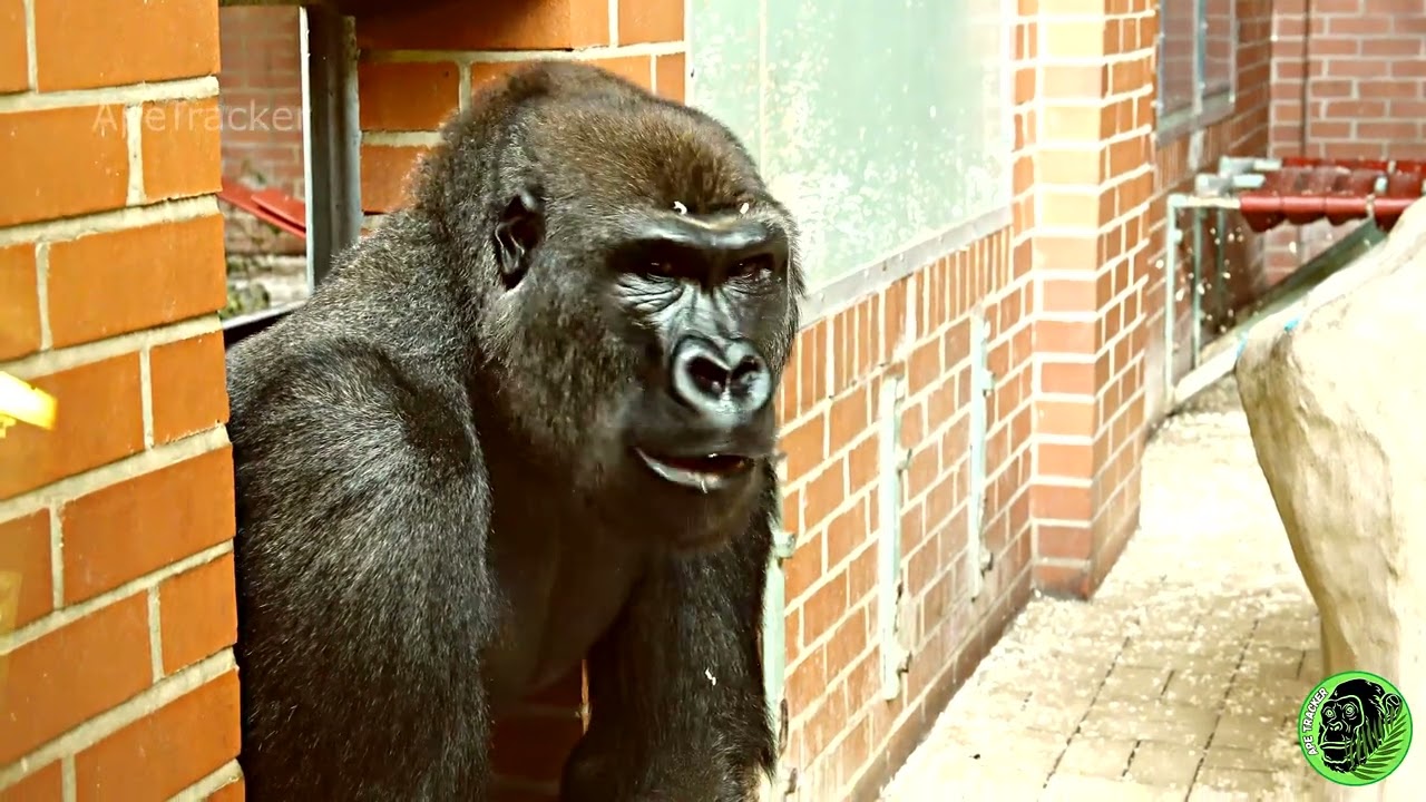 Gorilla Lope Last Days At Twycross Zoo