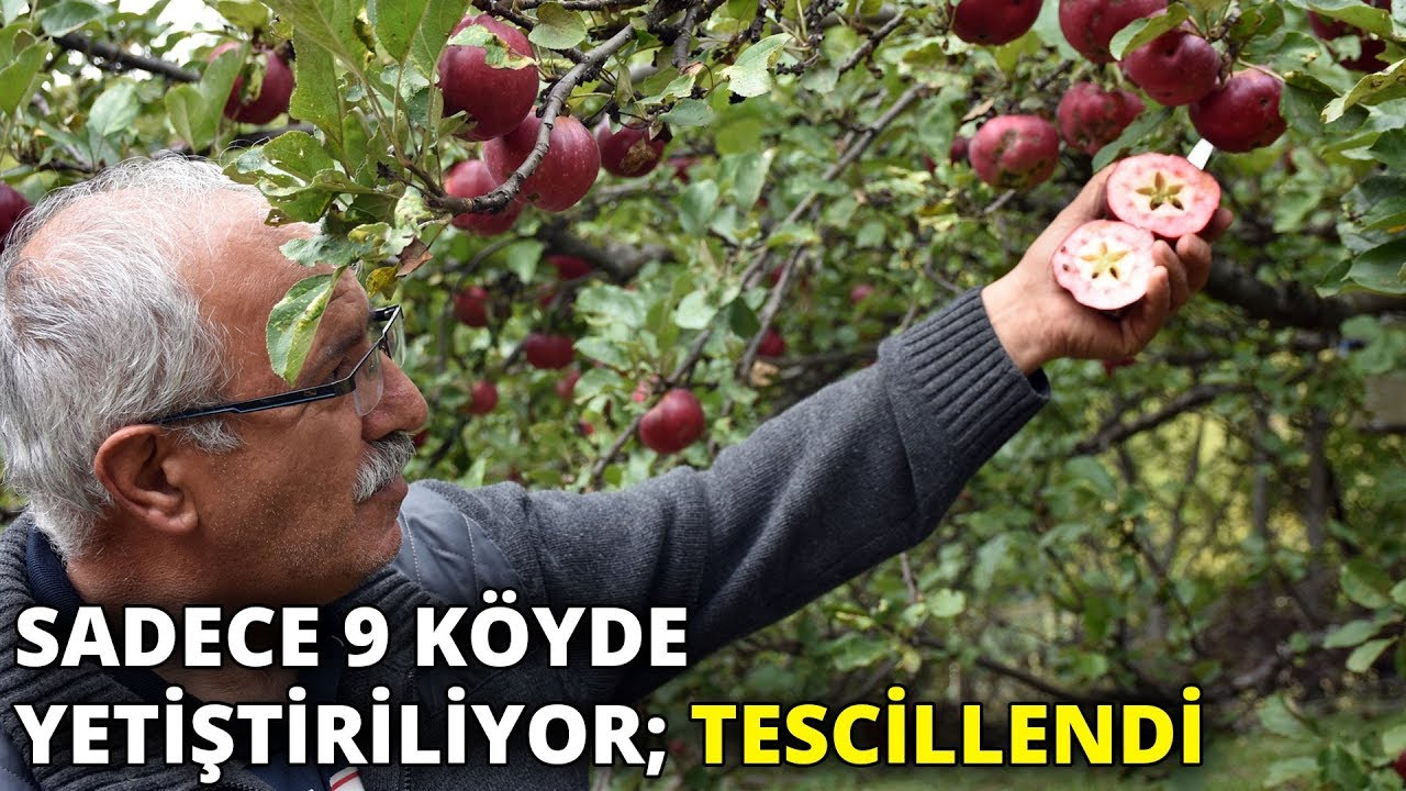 Posof’un içi dışı kırmızı elması tescillendi