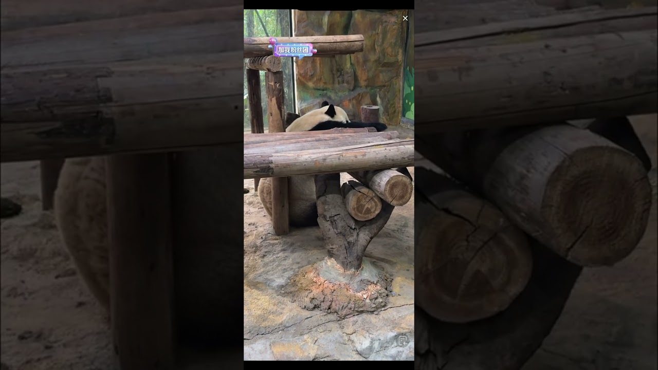 【大熊猫隆仔Long Zai】隆仔休息~ 来源：广州长隆熊猫村
