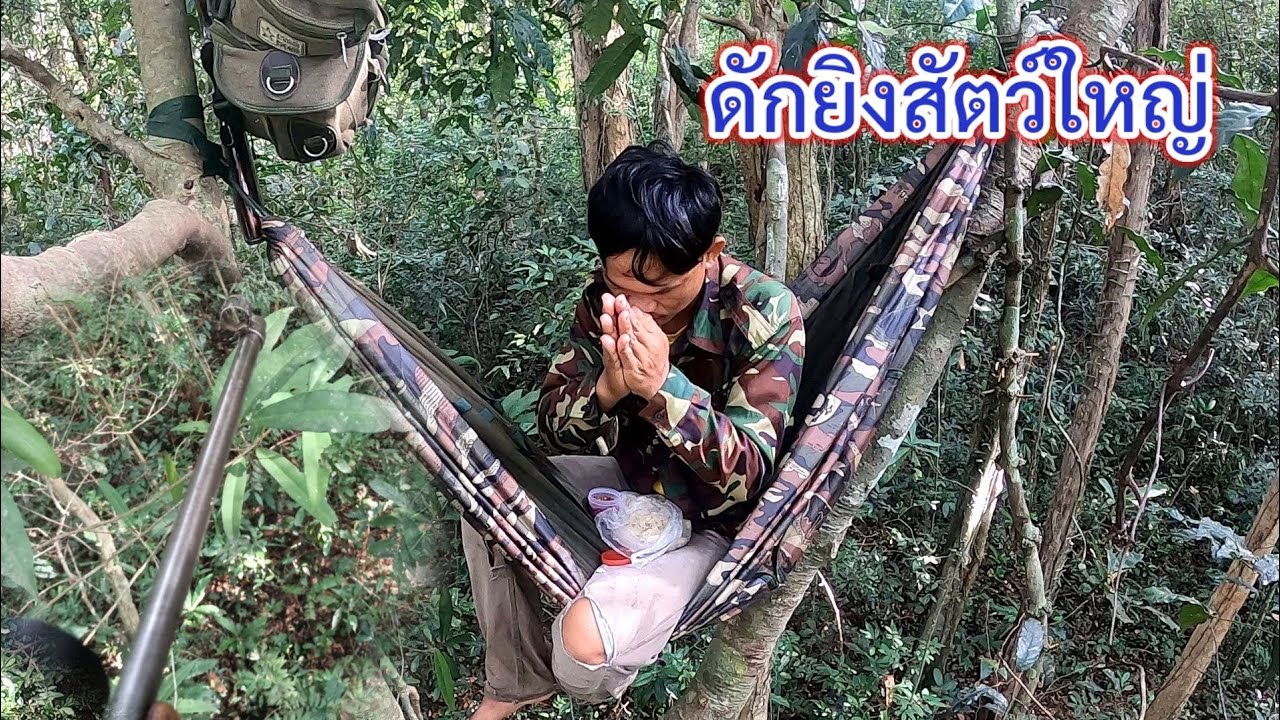 ผูกเปล ดักยิงหมูกินหมาก