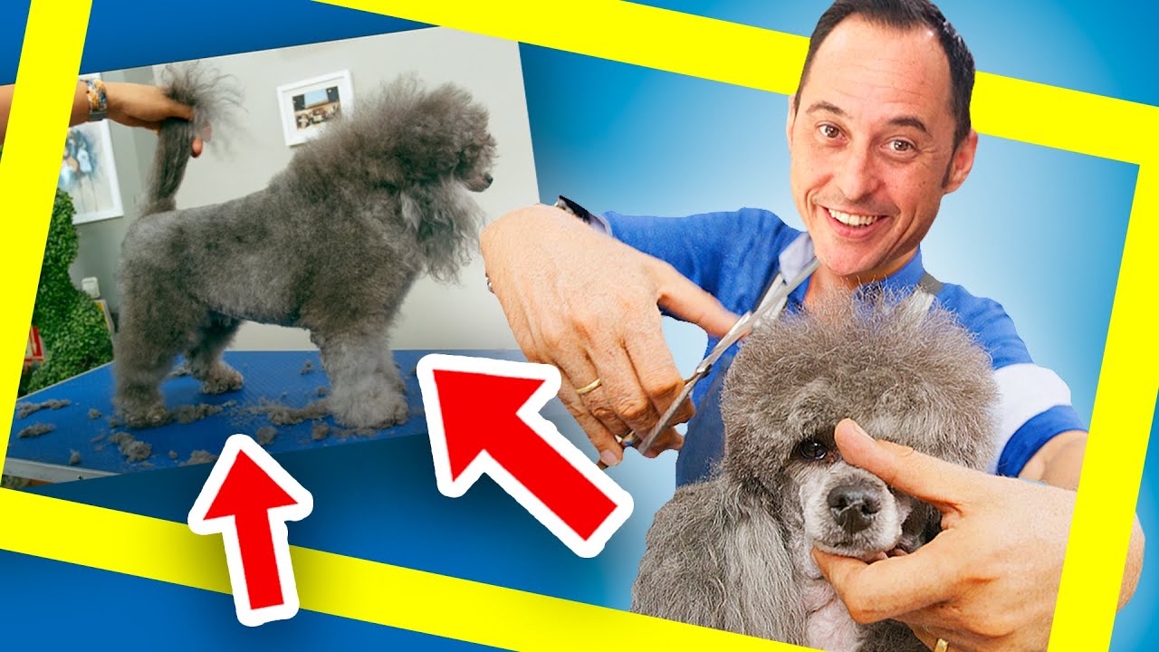 Cómo CORTAR el PELO a un CANICHE con TIJERAS - PELUQUERÍA CANINA PROFESIONAL