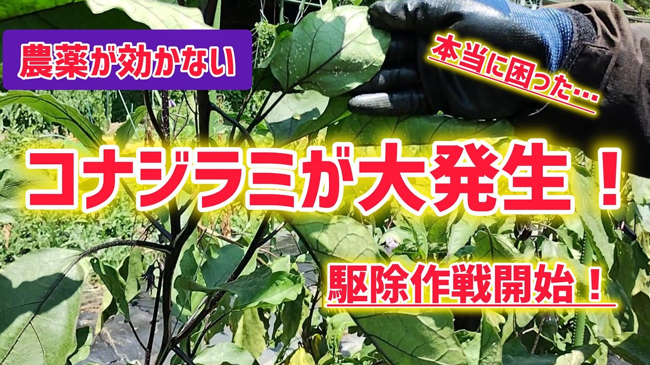 【悲鳴】本当に困った…農薬が効かないコナジラミ大発生！コナジラミの駆除作戦開始！【髭サン農家】