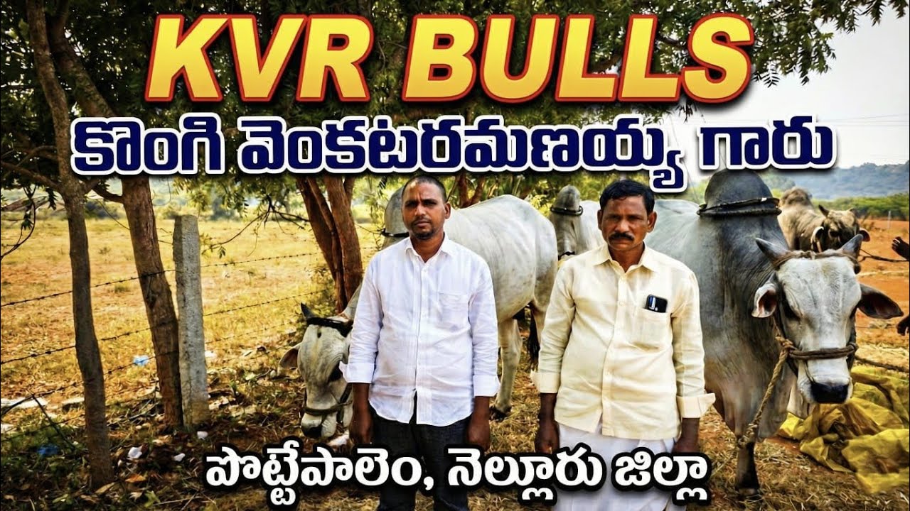 🚩నెల్లూరుజిల్లా చాకలికొండ సేద్యపు విభాగం 3జత KVR BULLS కొంగి వెంకటరమణయ్య గారు పొట్టేపాలెం 1822.2