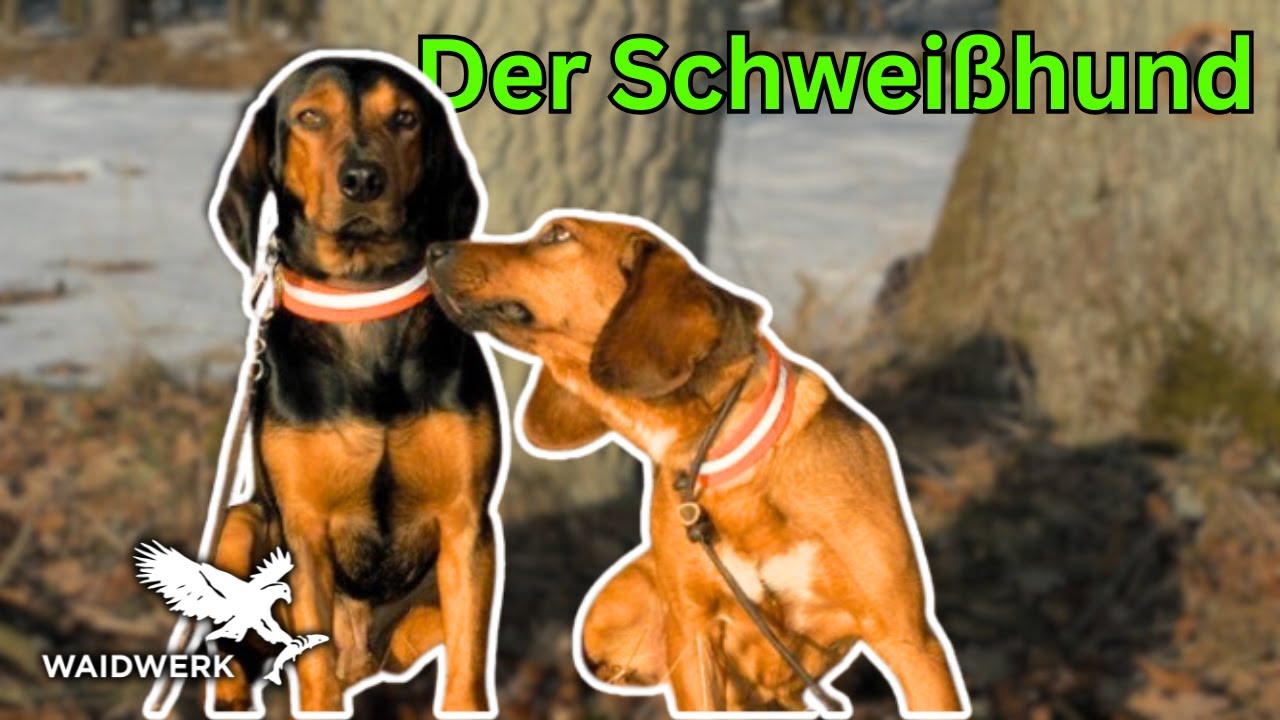 Hundeportrait - Die Tiroler Bracke
