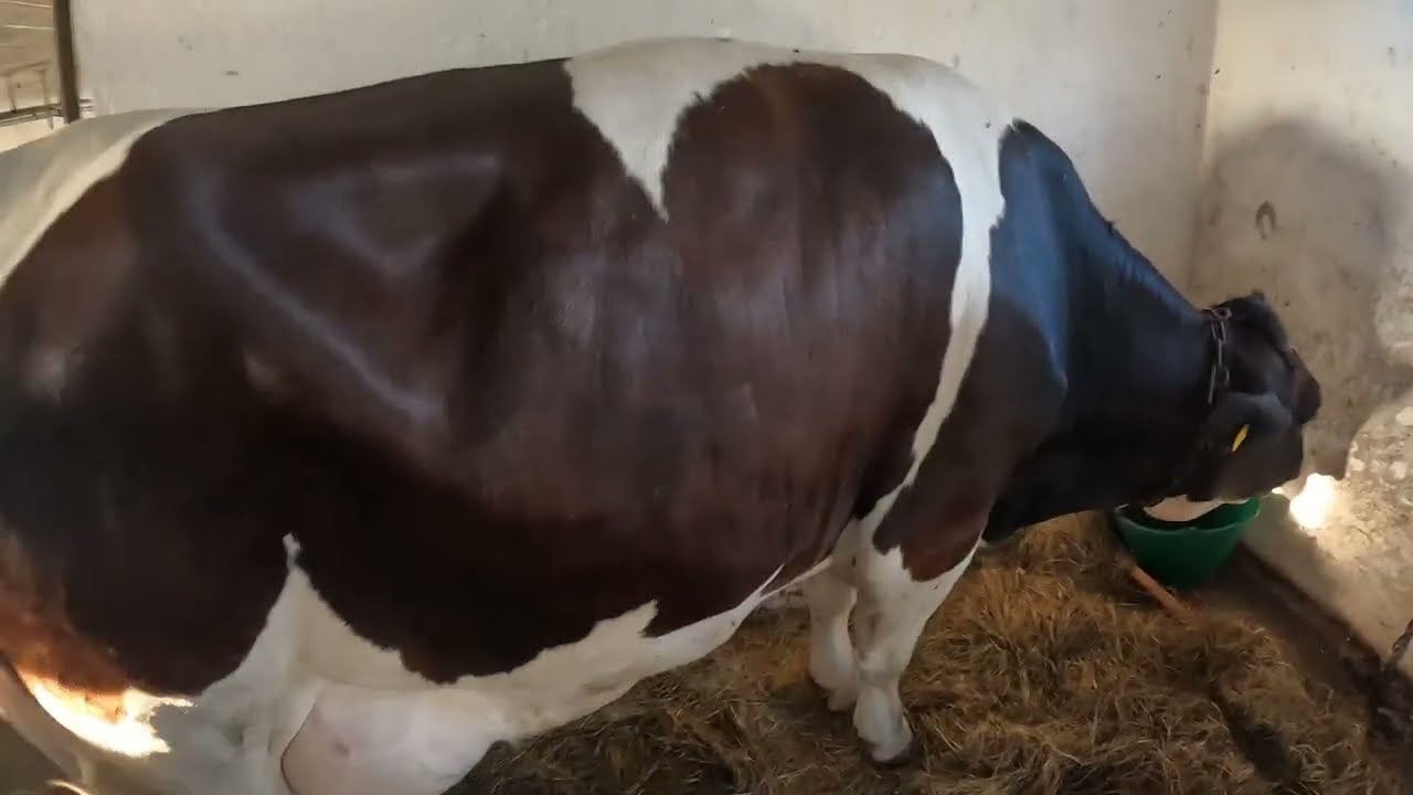 👉 DOJĘ PO 15 GR ZA LITR?! 😳 Tak dziś wygląda udoj mleka, BIAŁE ZŁOTO!!! 