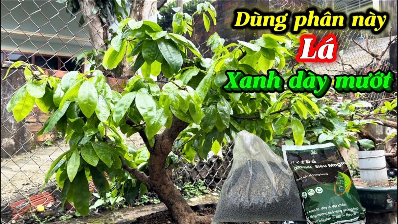 Cách bón phân cho mai -chồi mập ,lá to dày xanh mướt 
