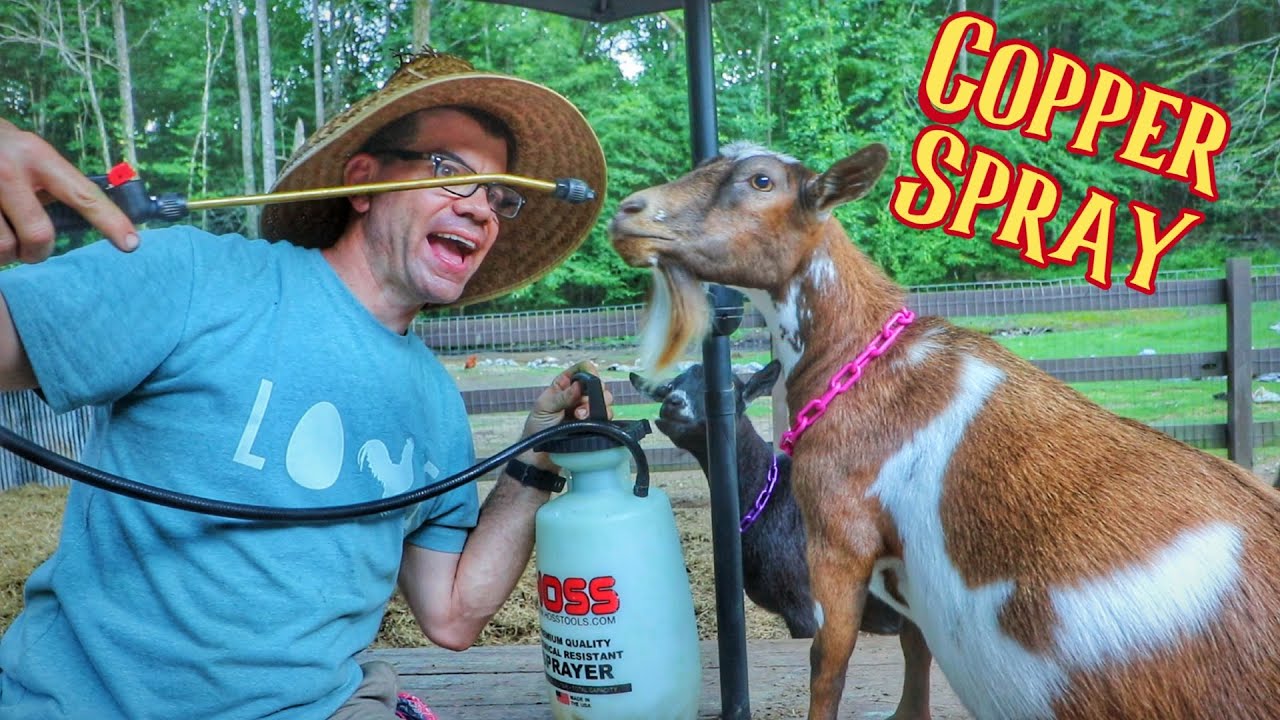 Our Goats Aren't The ONLY Ones That Get COPPER On Our Farm! [Home Gardening]