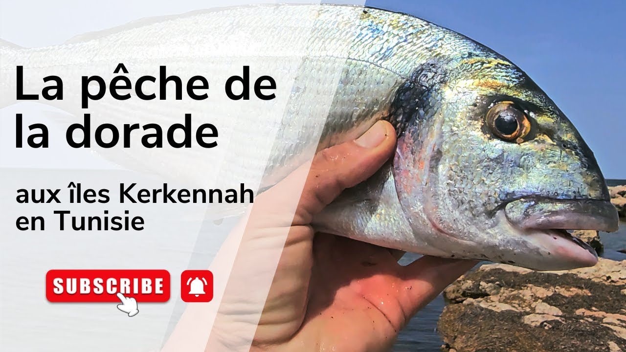 صيد الوراطة من جزيرة قرقنة بتونس، اصطدت سمكة كبيرة في المباشر 🌊🎣
