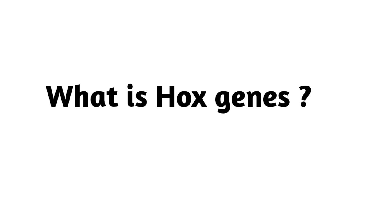 What is Hox genes ?