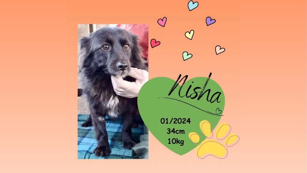 NISHA – kleine, sanfte Schmusemaus 🐾💖      Geboren ca. 01/2024 | ca. 34 cm | ca. 10 kg