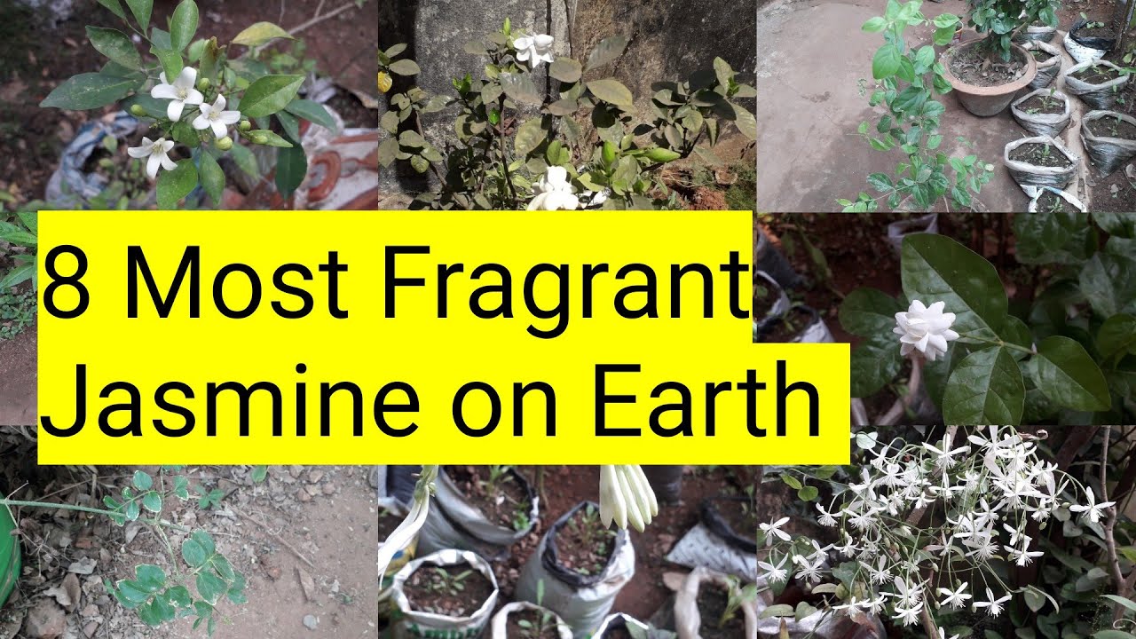 8 Most Fragrant Jasmine on earth | jasmine flower