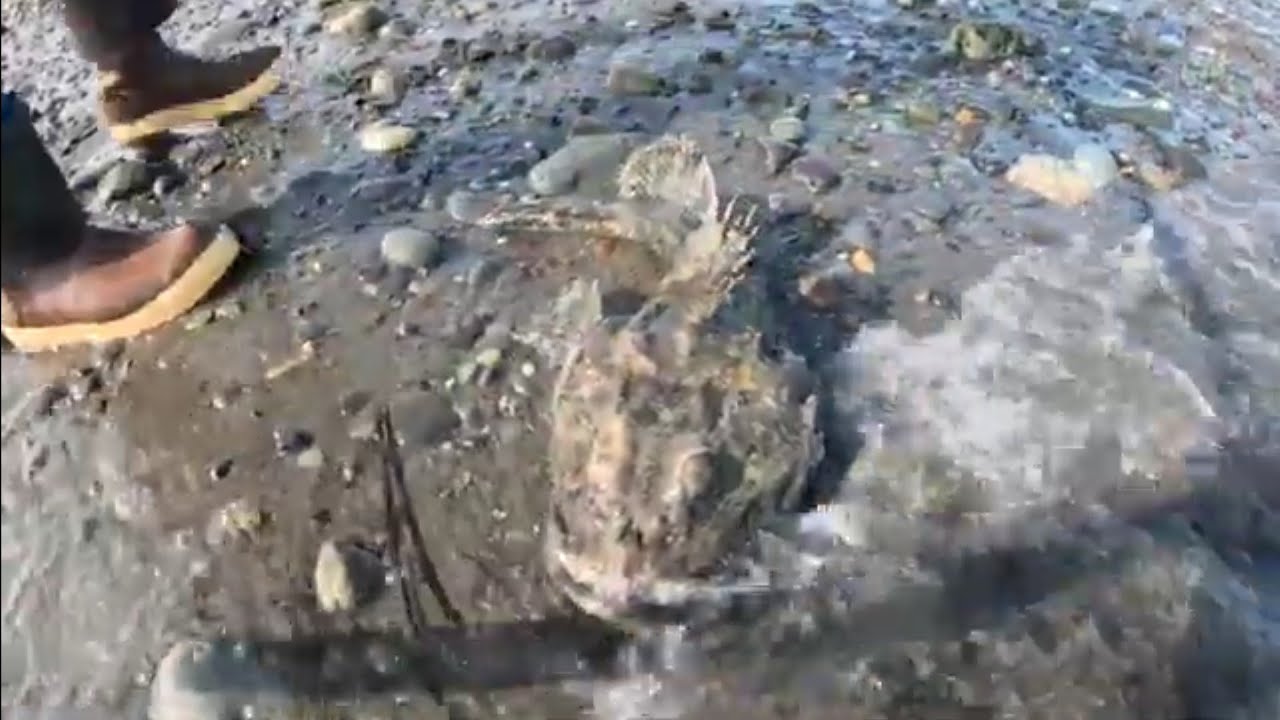 Рыбалка в Лэндс-Энде? Вы не поверите, что мы поймали!
