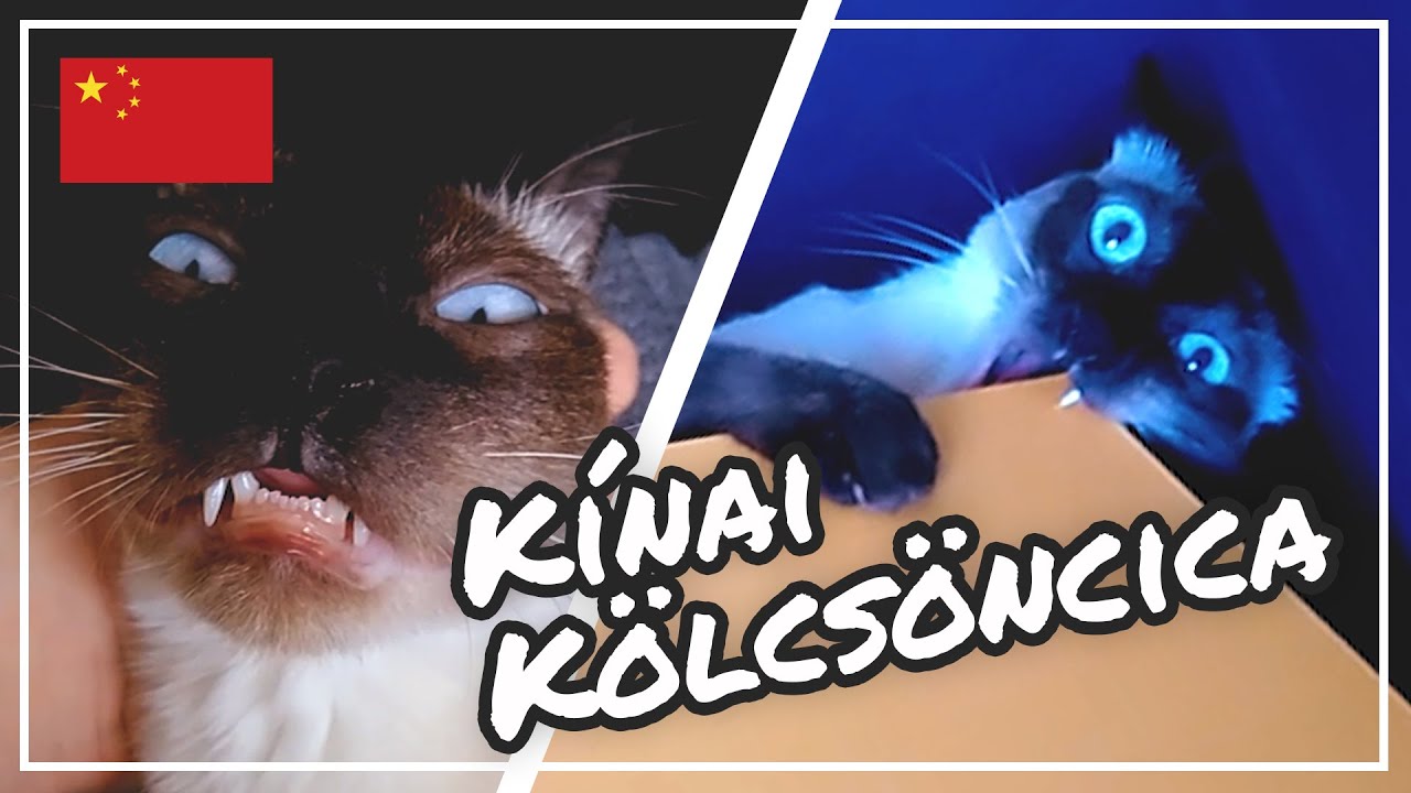 &Uacute;traval&oacute;k #11 - K&Ouml;LCS&Ouml;NCICA k&uuml;l&ouml;nf&eacute;le nevei K&Iacute;N&Aacute;BAN - Visszatekint&eacute;s