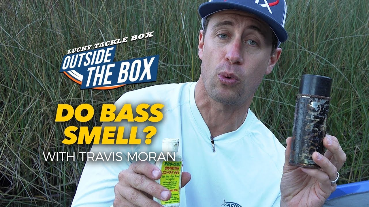 Do Bass Smell Bait Scents?