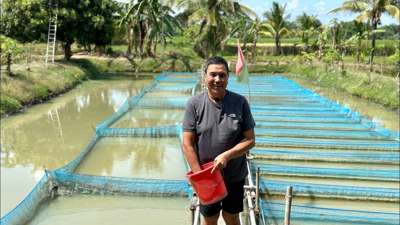Tilapia + Rice Integrated farming. Gano kalaki ang kita sa Tilapia? + Fingerlings