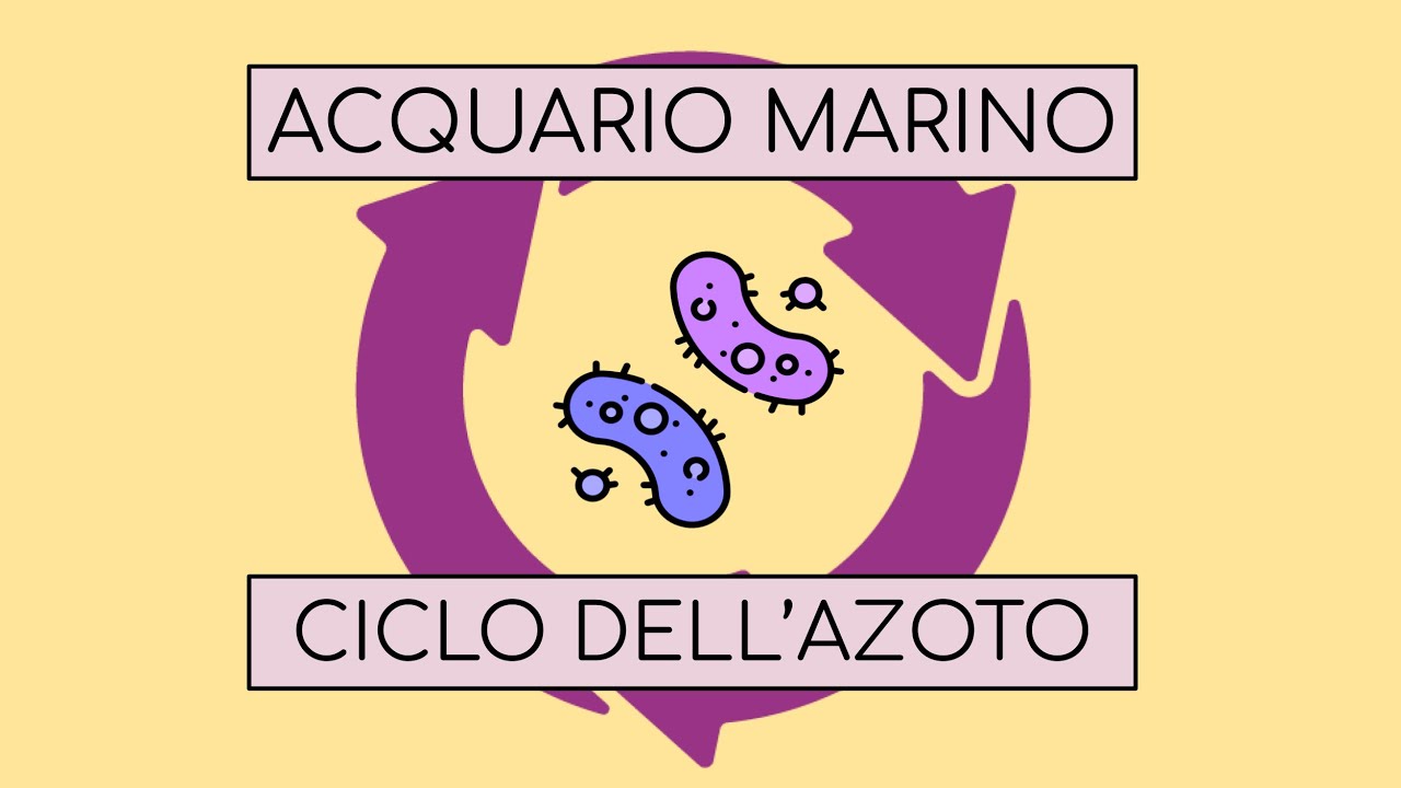 Maturazione, ciclo dell’azoto e filtrazione biologica dell'Acquario Marino di barriera