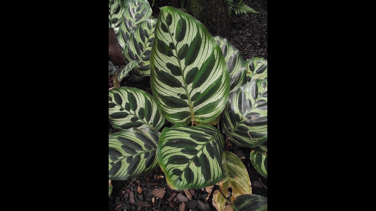 Garden Answer: 28 Genera in Marantaceae
