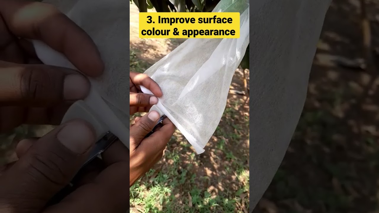 Horticulture Fruit bagging #fruitbag #agribusiness