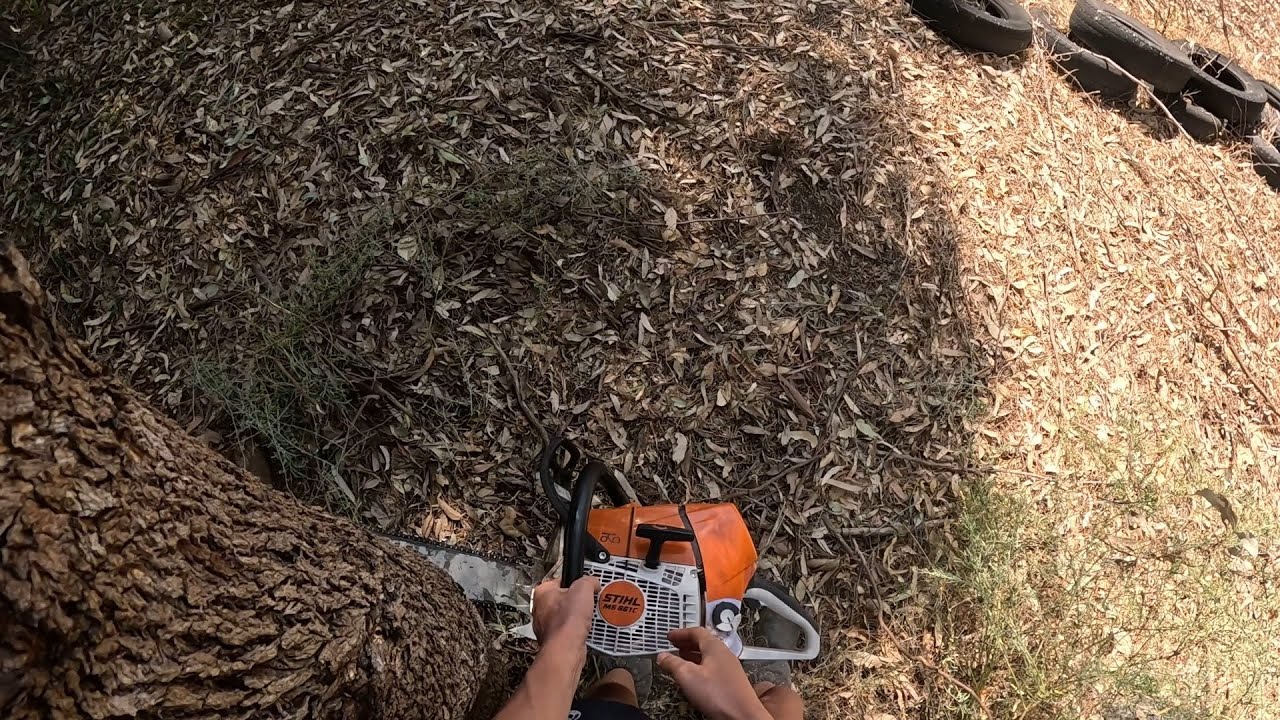 Felling￼ small eucalyptus tree and cutting it into firewood for coming winter ￼