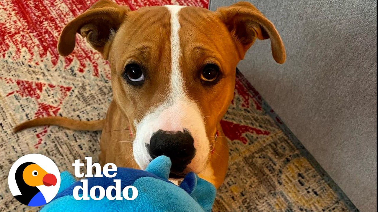 Dog Was Scared Of Doors Until He Met His Brother | The Dodo
