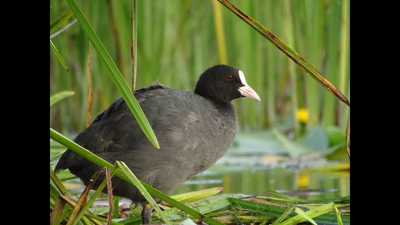 Eurasian coot (Fulica atra). Northeastern part of Plesheevo Lake, Russia 28-29.07.2025