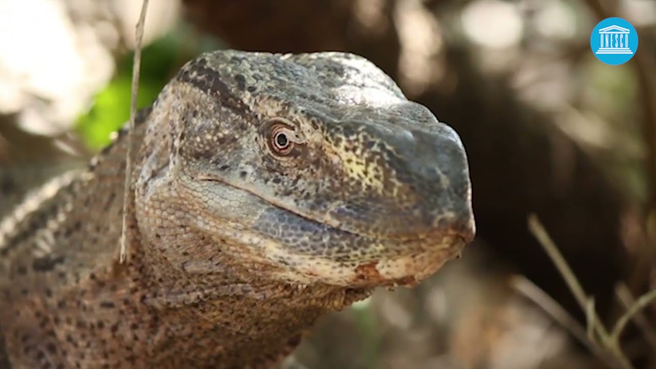 Biosphere reserves: are they about protected areas?