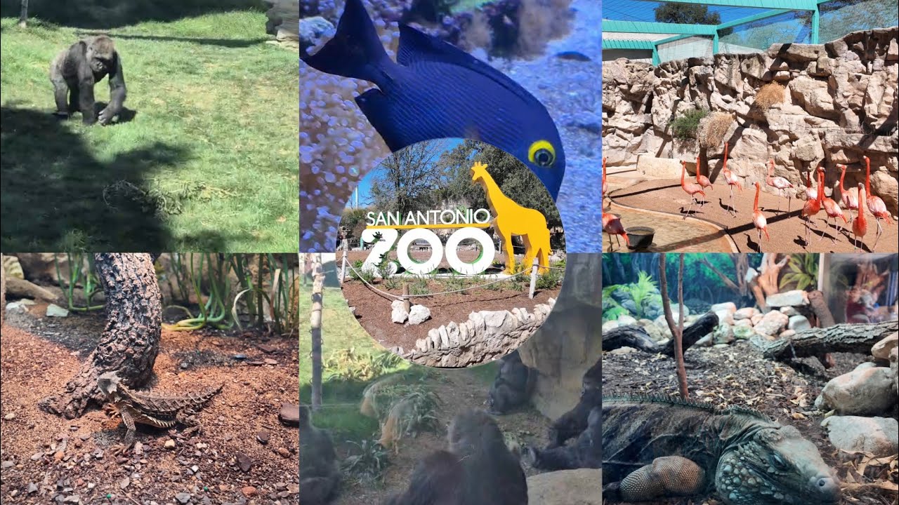 San Antonio Zoo Locals Day