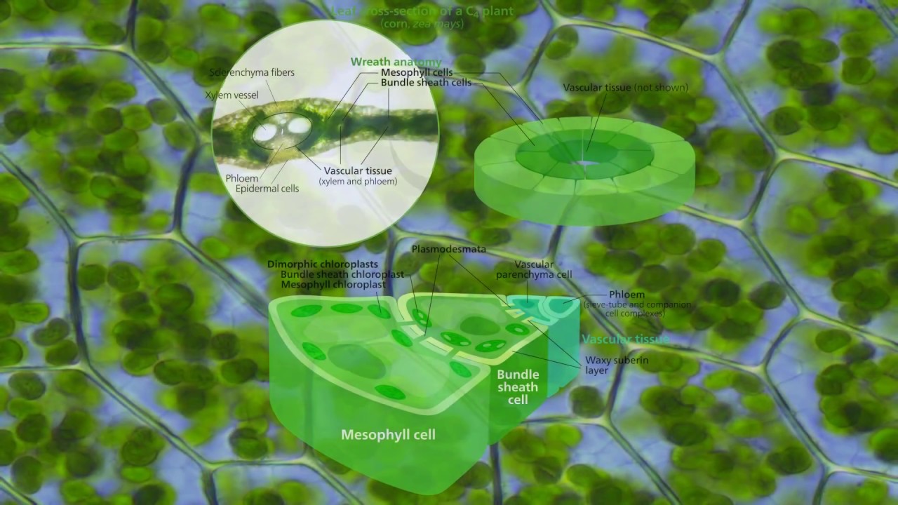 ∆&deg; Plant Growth Hz - Stimulate Photosynthesis, w/ 7.83Hz, 528 Hz, 432Hz, - Isochronic Tones