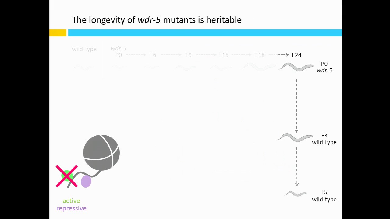 T Lee: Longevity and its transgenerational inheritance is enabled by H3K9 methylation.