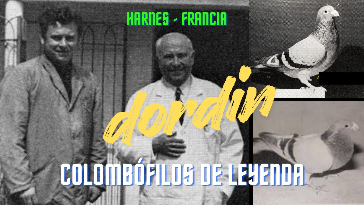🎩 𝑪𝑶𝑳𝑶𝑴𝑩𝑶́𝑭𝑰𝑳𝑶𝑺 𝑫𝑬 𝑳𝑬𝒀𝑬𝑵𝑫𝑨 - 𝑫𝑶𝑹𝑫𝑰𝑵 - 𝑷𝑨𝑳𝑶𝑴𝑨𝑺 𝑴𝑬𝑵𝑺𝑨𝑱𝑬𝑹𝑨𝑺