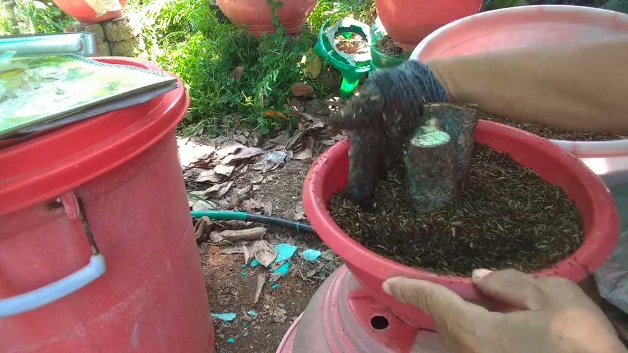 Clip71 vô chậu ủ giữ ẩm.