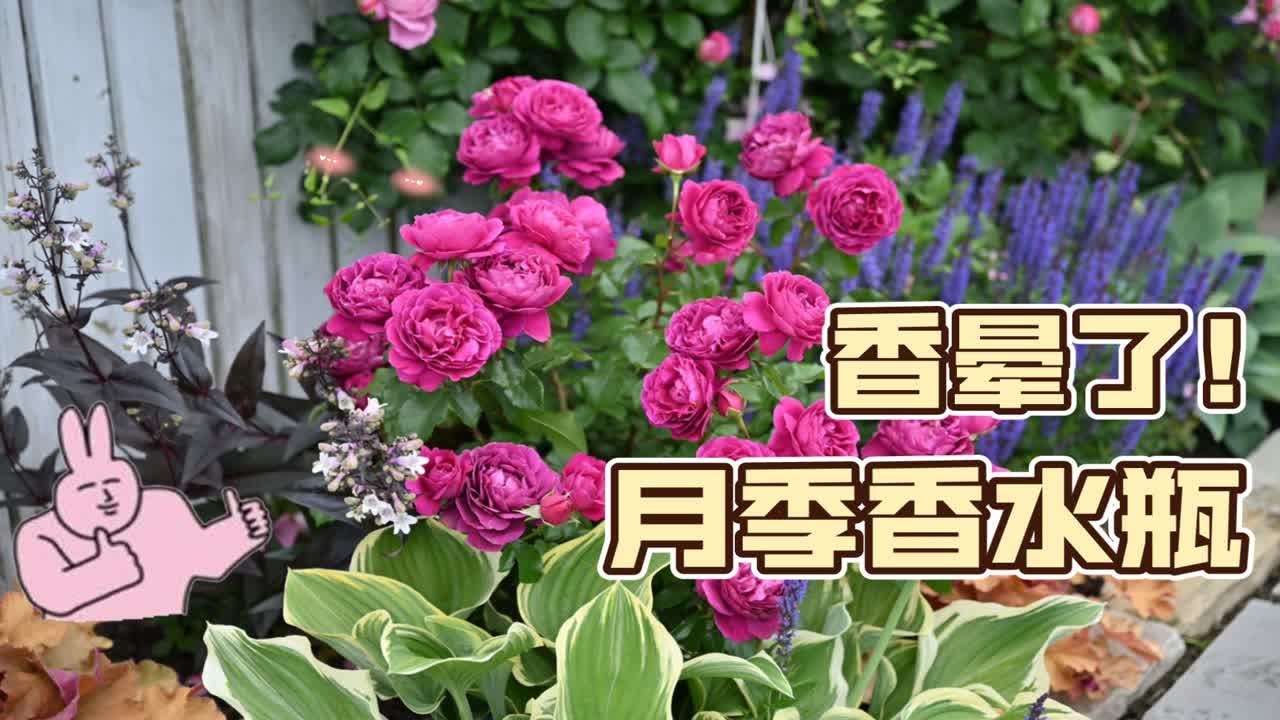 奇妙各异、让人痴迷的强香月季品种盘点