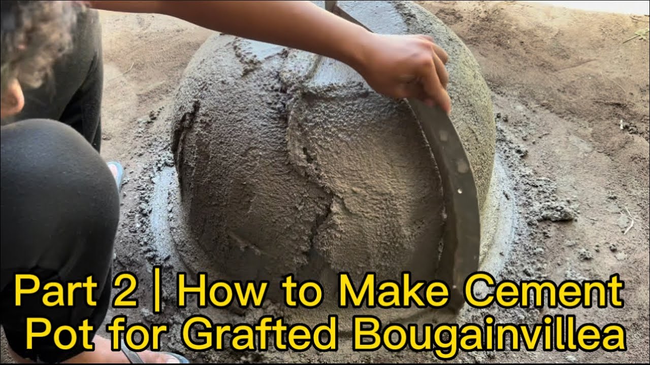 Part 2 | How to Make Cement Pot for Grafted Bougainvillea
