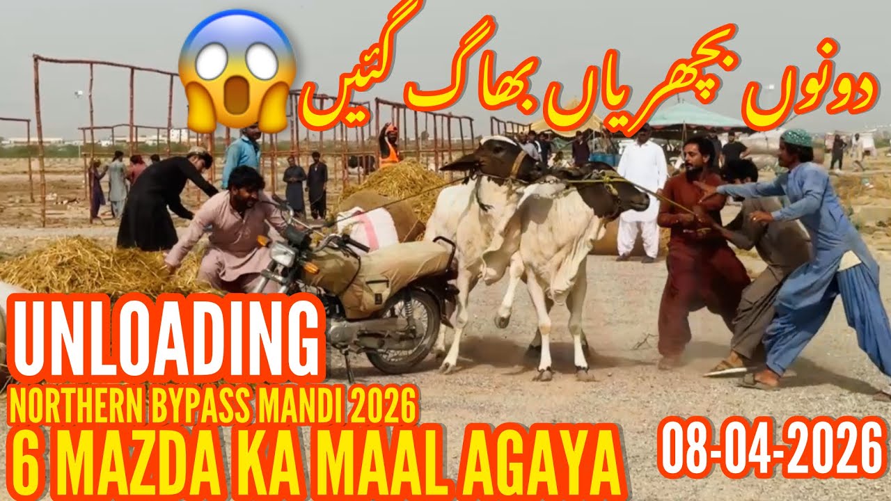 2 Bachriyan Bhaag Gai || Aaj Subha 😱6 Mazdao Ka Maal Mandi Agya 😱|| Northern Bypass Mandi 2026