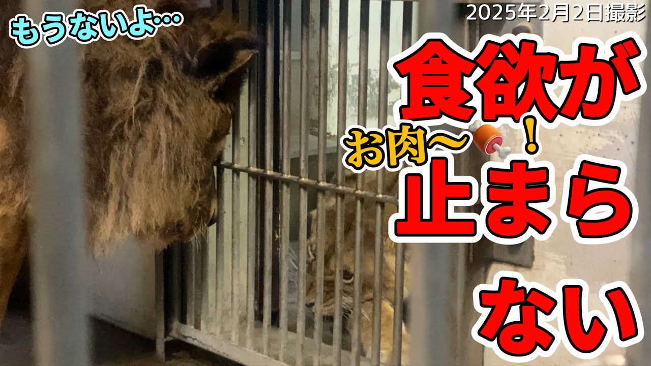《釧路動物園ライオン》フウ崩壊⁉︎食べれないお肉に怒り爆発💢優しくなだめるお隣にフウは？オリトファミリー娘物語vol622/Angry lion who wants to eat but can't