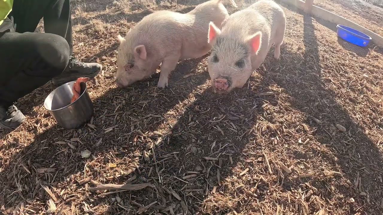 Emma has named the piggies 🐷 