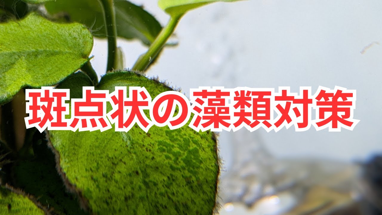 斑点状の藻類対策