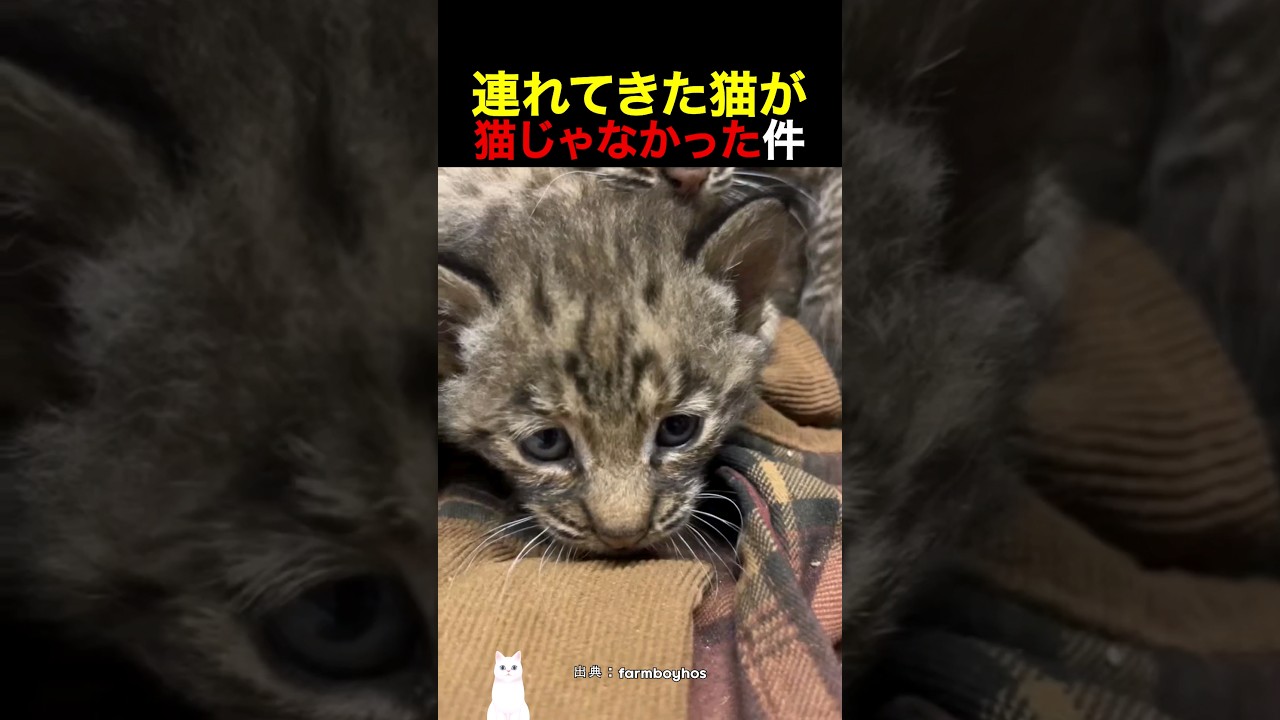 連れてきた猫が猫じゃなかった件