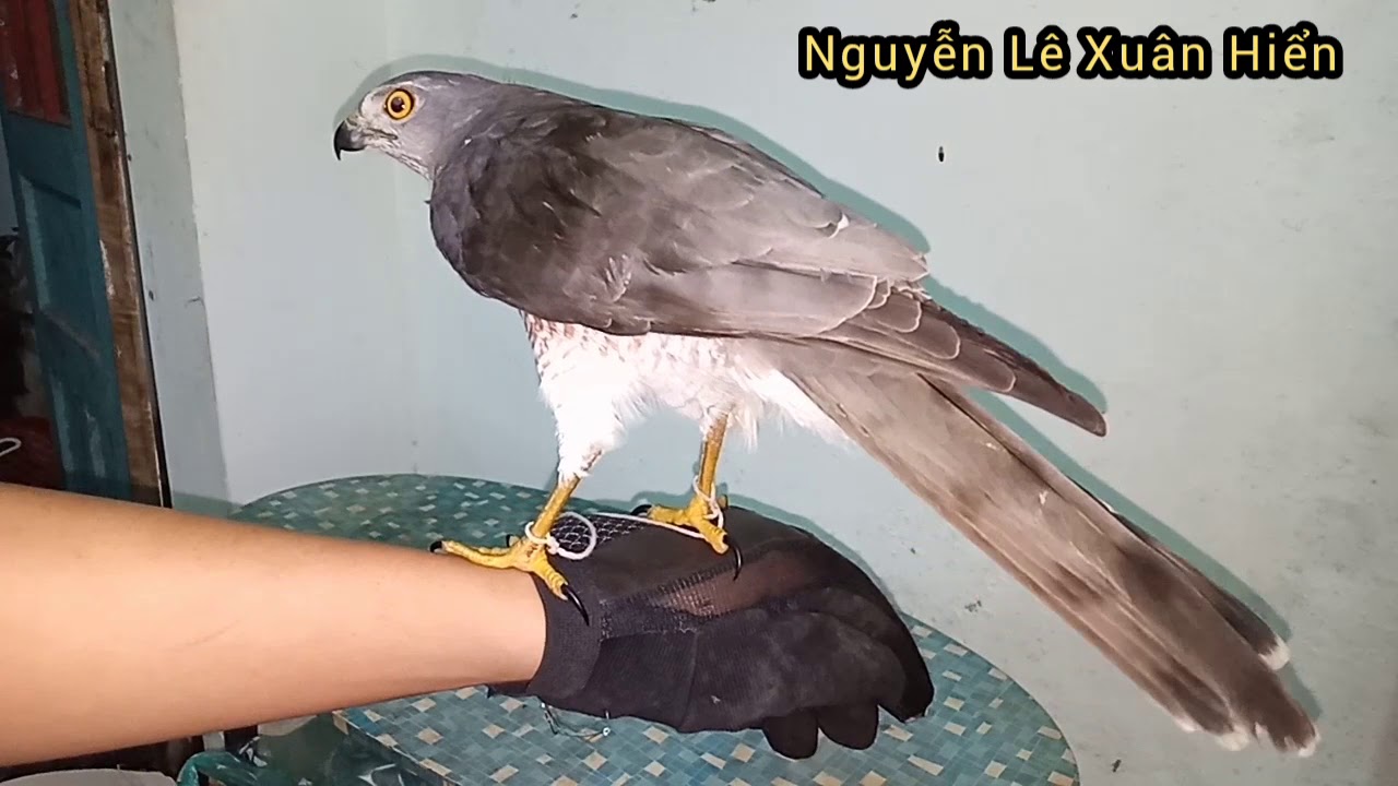 Thuần chim shikra đứng găng