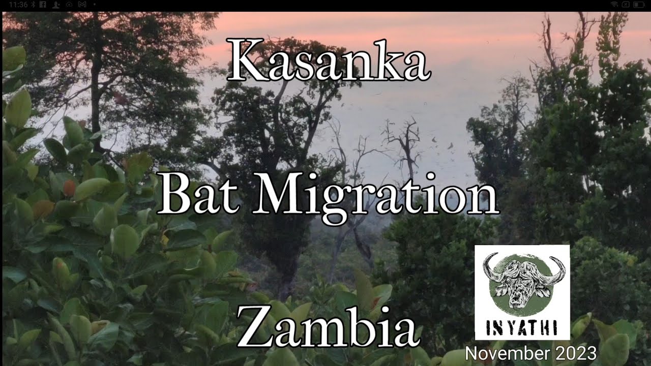 Kasanka Bat Migration - Zambia. November 23