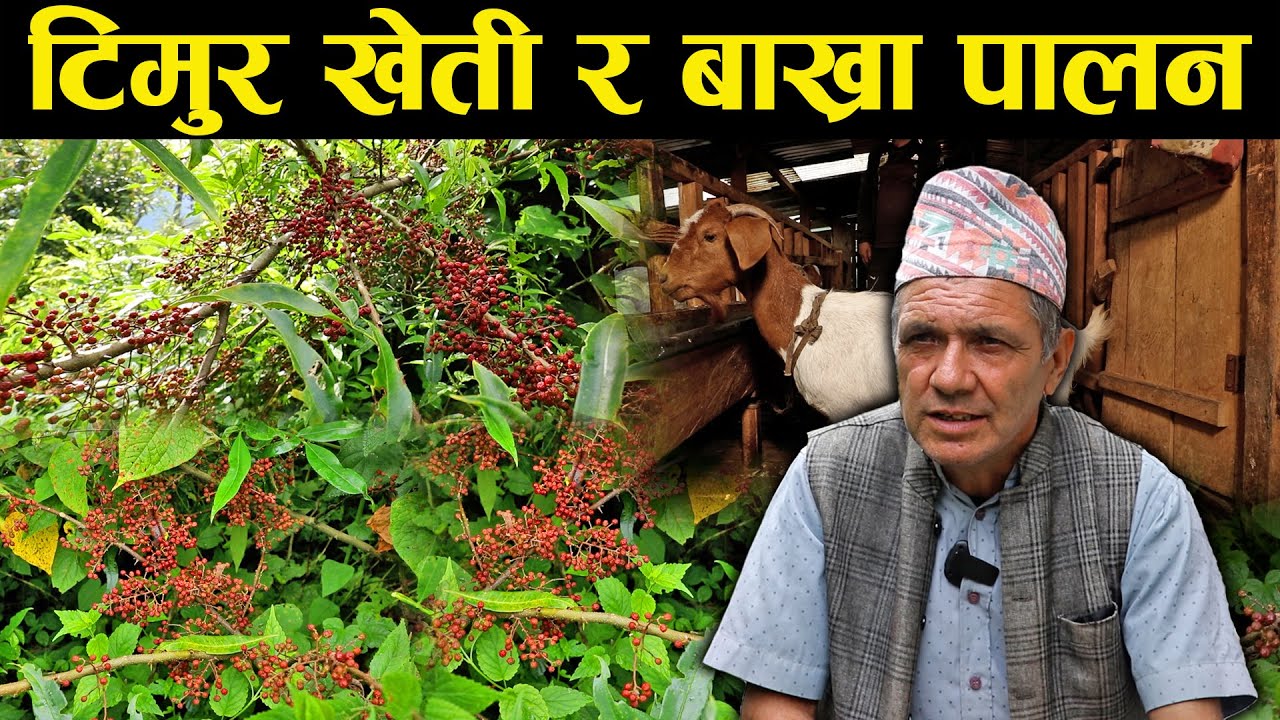 टिमुर खेती र बाख्रा पालन गरेका आनन्द - Ananda, who cultivates Timur and raises goats.