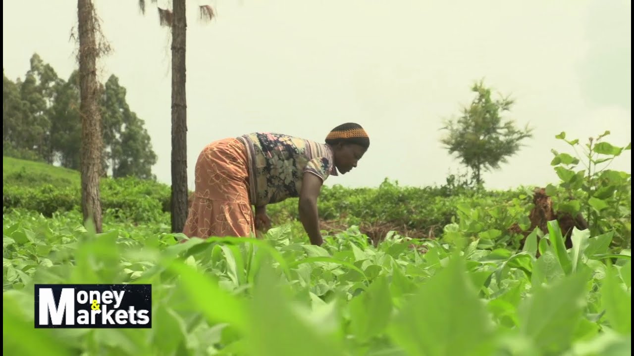 FARMING IN UGANDA 2020.