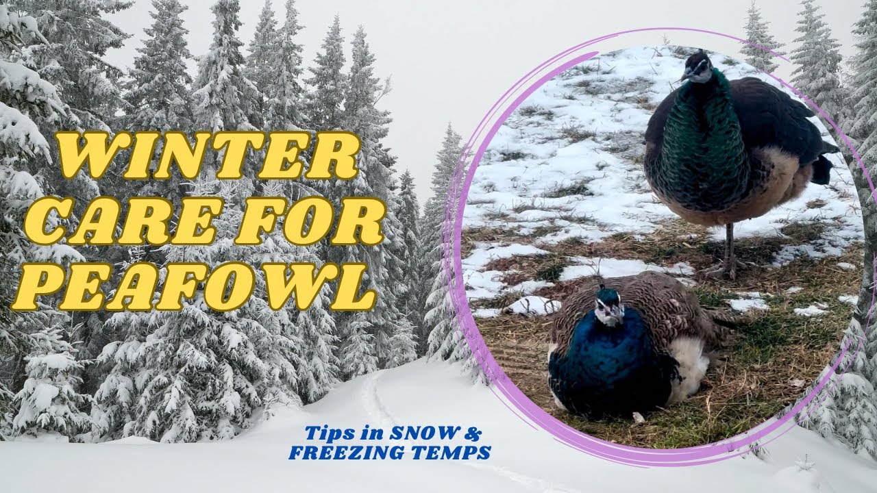 Winter Care for Peafowl in snow and cold weather.
