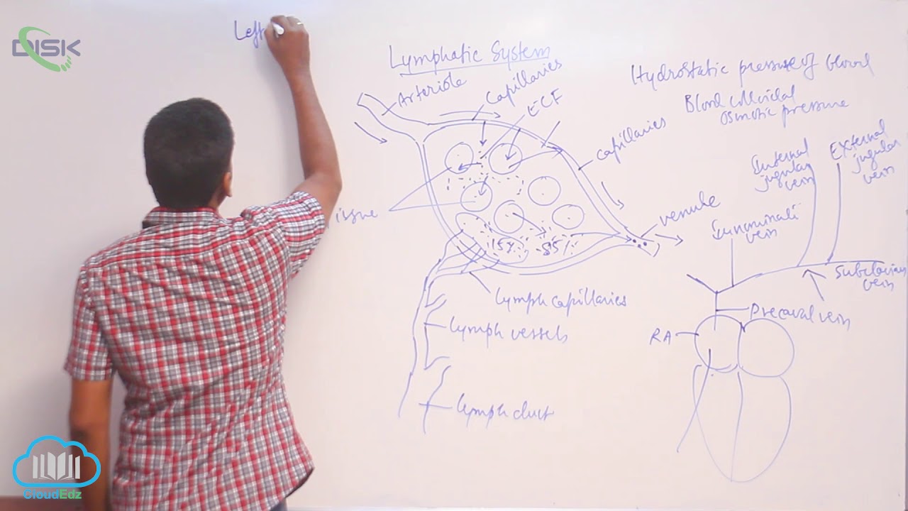 Lymphatic System || Lymphatic system || Disk Telangana