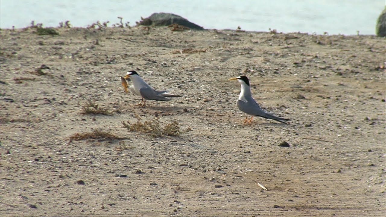 Endangered Least Terns Nest in Mission Bay