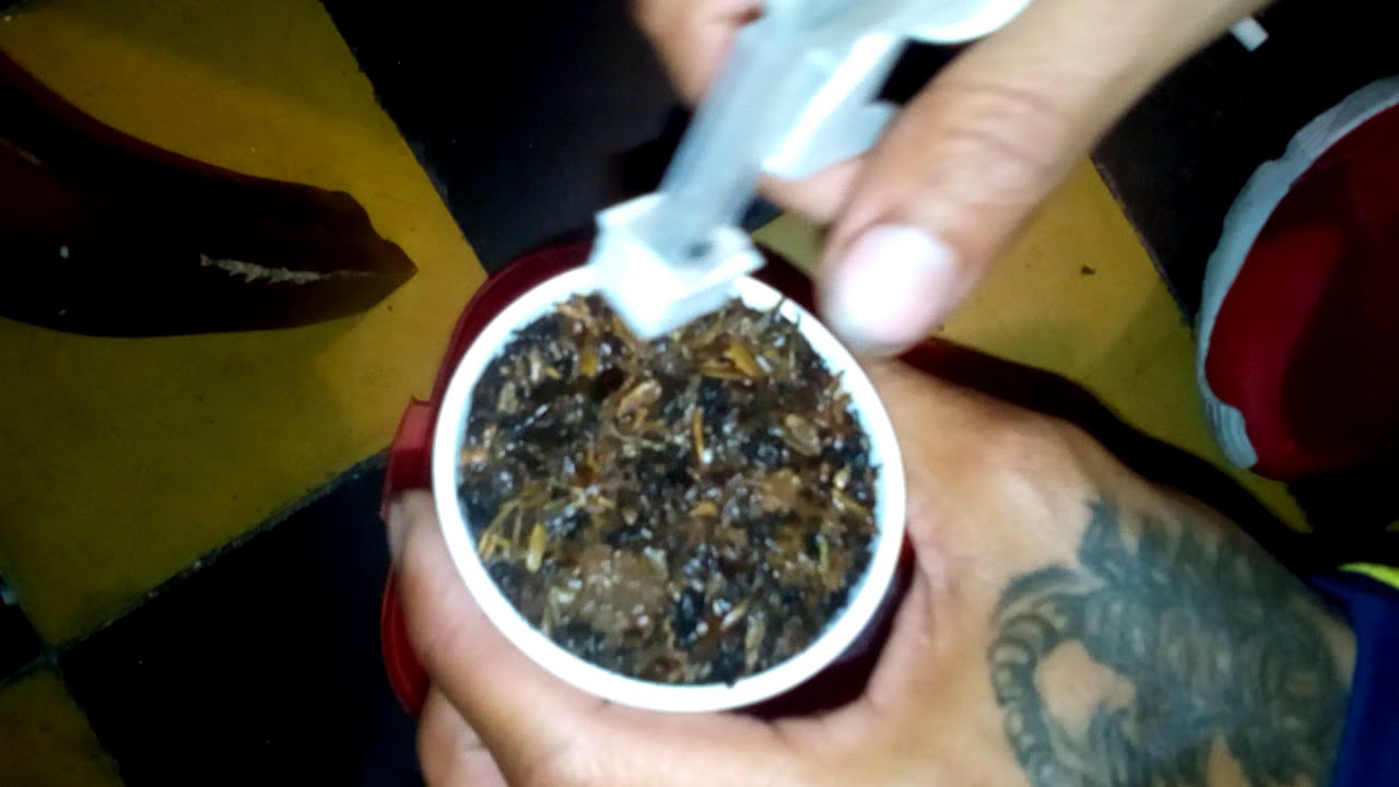 Germinación y plantación de semillas auto