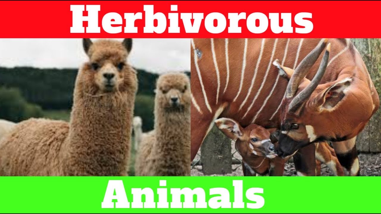 Herbivorous Animals | learn herbivore animals names | Types of Animals | Educational video