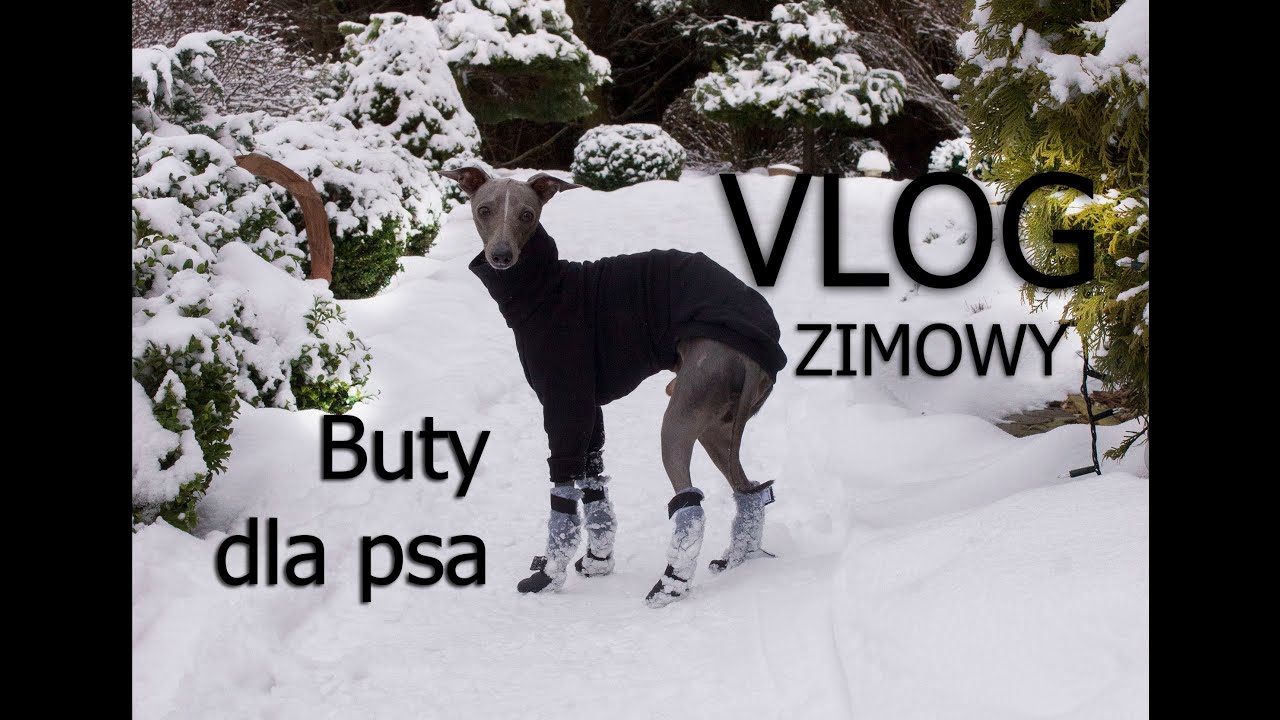 Pierwsza taka zima naszych charcików! Buty dla psa VLOG