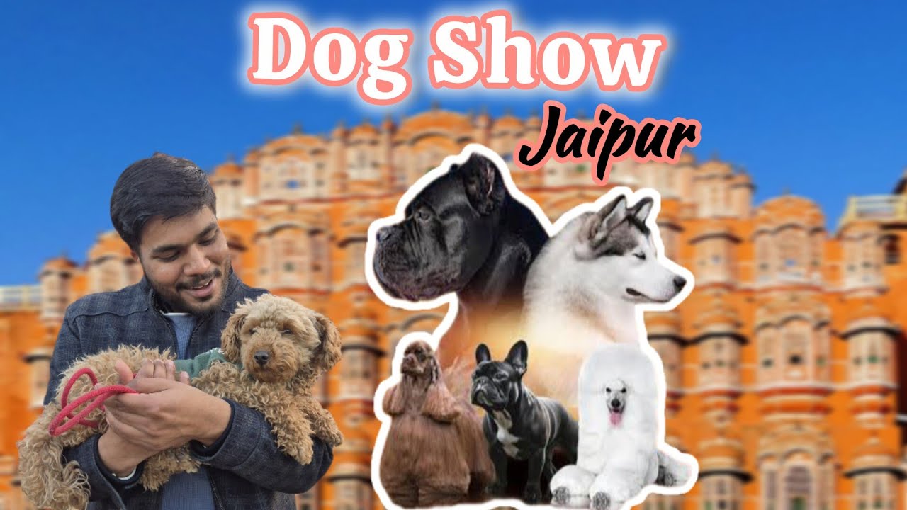 Dog Show Jaipur🐕‍🦺🐕#jaipur #dog #doglove #dogshorts #vlogs #viral #animallovers #youtube #viralvideo