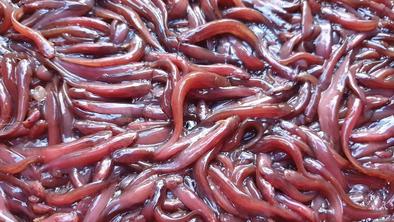 দেশি শিং মাগুর মাছের পোনা  বিক্রয় রিভিও | Catfish fish farm and customer review